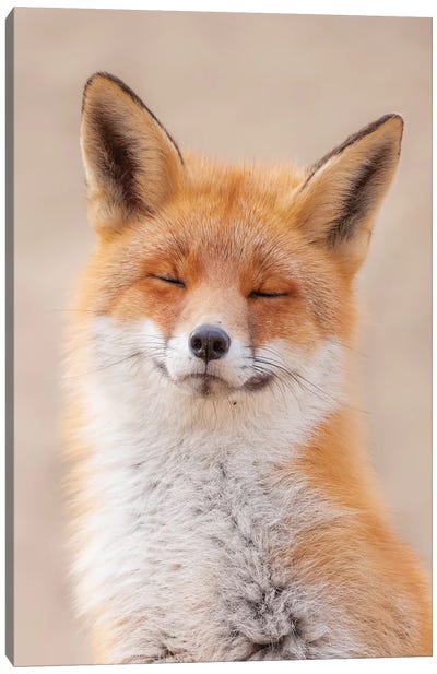 Zen Fox Canvas Art Print - Fox Art