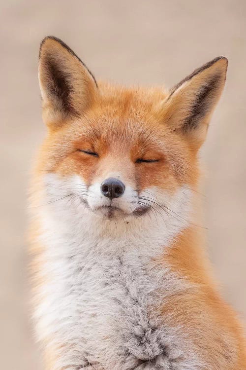 Zen Fox