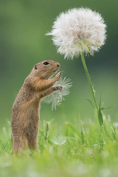 Dick van Duijn: Ziesel With A Very Big Dandelion I by Dick van Duijn