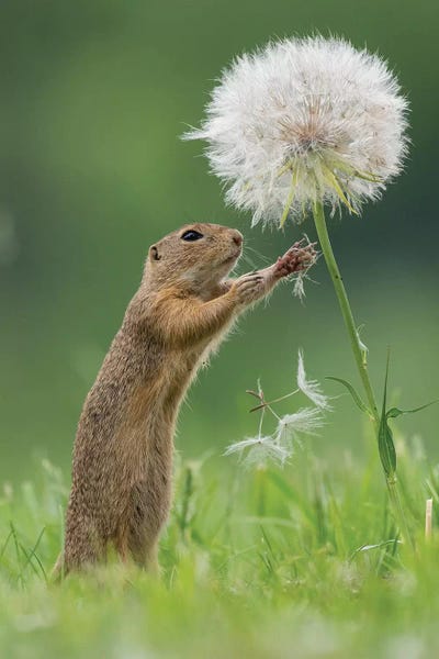 Dick van Duijn: Ziesel With A Very Big Dandelion II by Dick van Duijn