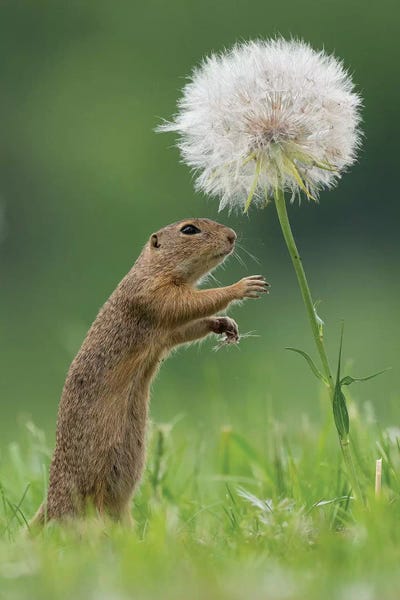 Dandelions: Ziesel With Very Big Dandelion III by Dick van Duijn