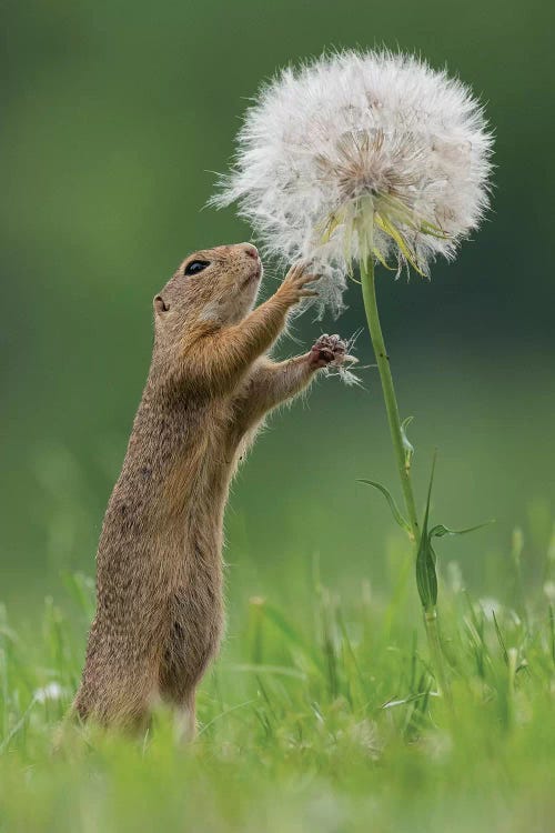Ziesel With A Very Big Dandelion IV
