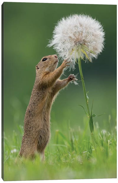 Ziesel With A Very Big Dandelion IV Canvas Art Print - Rodent Art