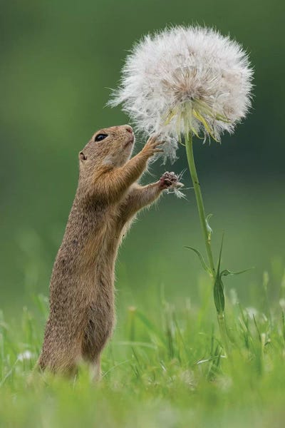 Rodents: Ziesel With A Very Big Dandelion IV by Dick van Duijn