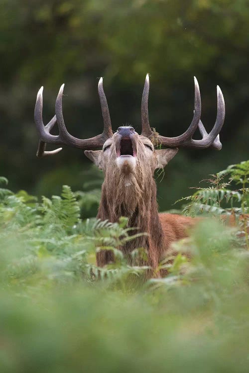 Bellowing Red Deer In The Ferns