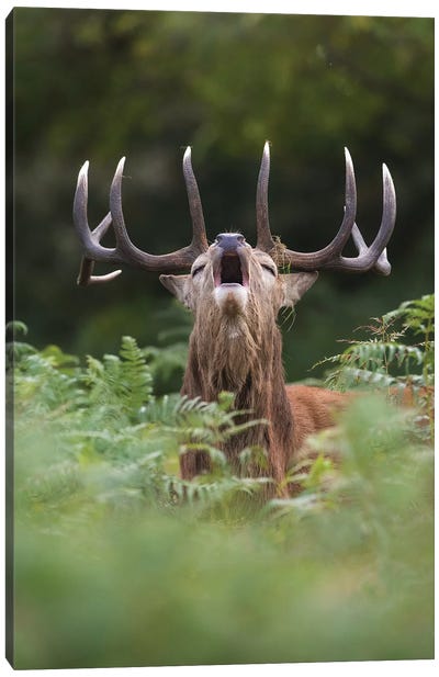Bellowing Red Deer In The Ferns Canvas Art Print - Dick van Duijn
