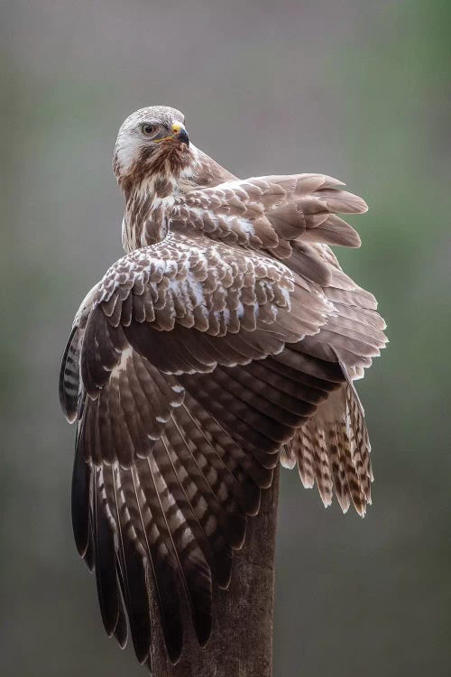 Buzzard