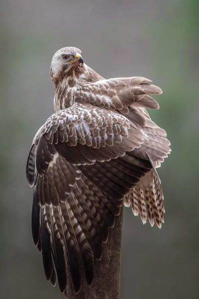 Dick van Duijn: Buzzard by Dick van Duijn