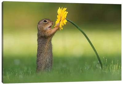 Curious Ground Squirrel Canvas Art Print - Dandelion Art