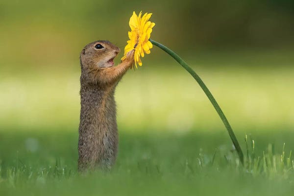 Dandelions: Curious Ground Squirrel by Dick van Duijn