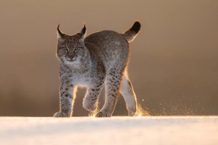 Eurasian Lynx In The Snow At Sunset