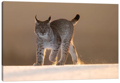 Eurasian Lynx In The Snow At Sunset Canvas Art Print - Dick van Duijn