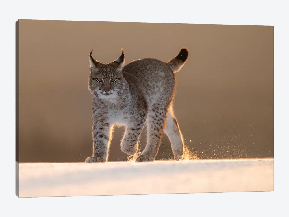 Eurasian Lynx In The Snow At Sunset by Dick van Duijn 1-piece Canvas Artwork