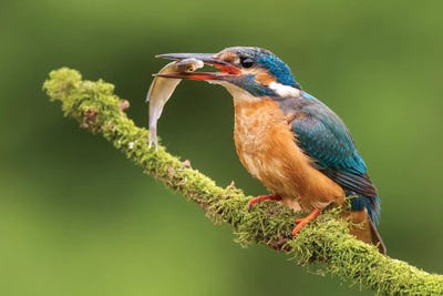 Kingfisher With Catch by Dick van Duijn canvas print