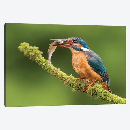 Kingfisher With Catch Canvas Print #DDJ8} by Dick van Duijn Canvas Art