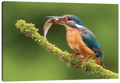 Kingfisher With Catch Canvas Art Print - Kingfisher Art