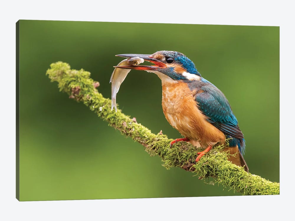 Kingfisher With Catch by Dick van Duijn 1-piece Canvas Wall Art