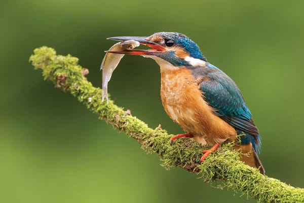 Dick van Duijn: Kingfisher With Catch by Dick van Duijn