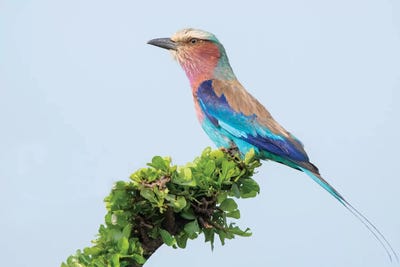 Lilac-Breasted Roller by Dick van Duijn acrylic art print