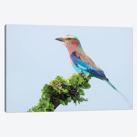 Lilac-Breasted Roller Canvas Print #DDJ9} by Dick van Duijn Canvas Wall Art