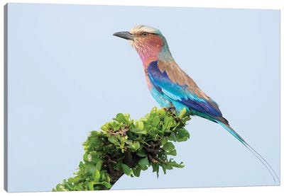 Lilac-Breasted Roller Canvas Art Print - Dick van Duijn