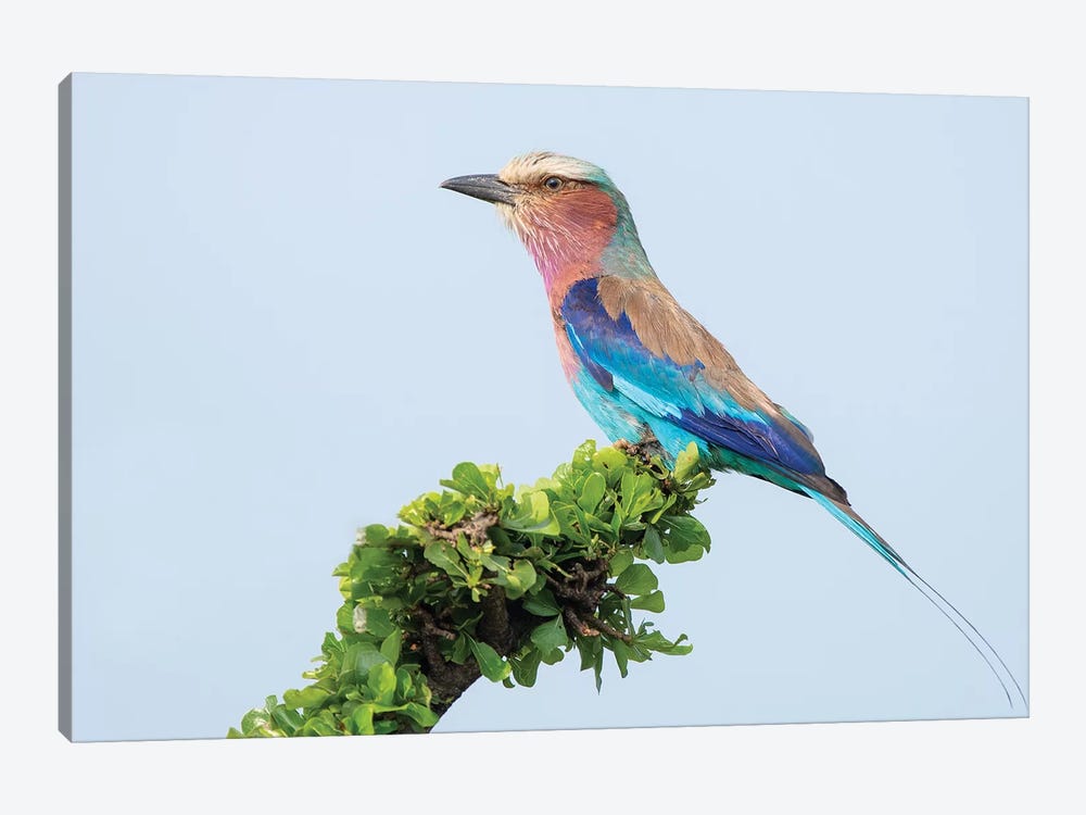 Lilac-Breasted Roller by Dick van Duijn 1-piece Art Print