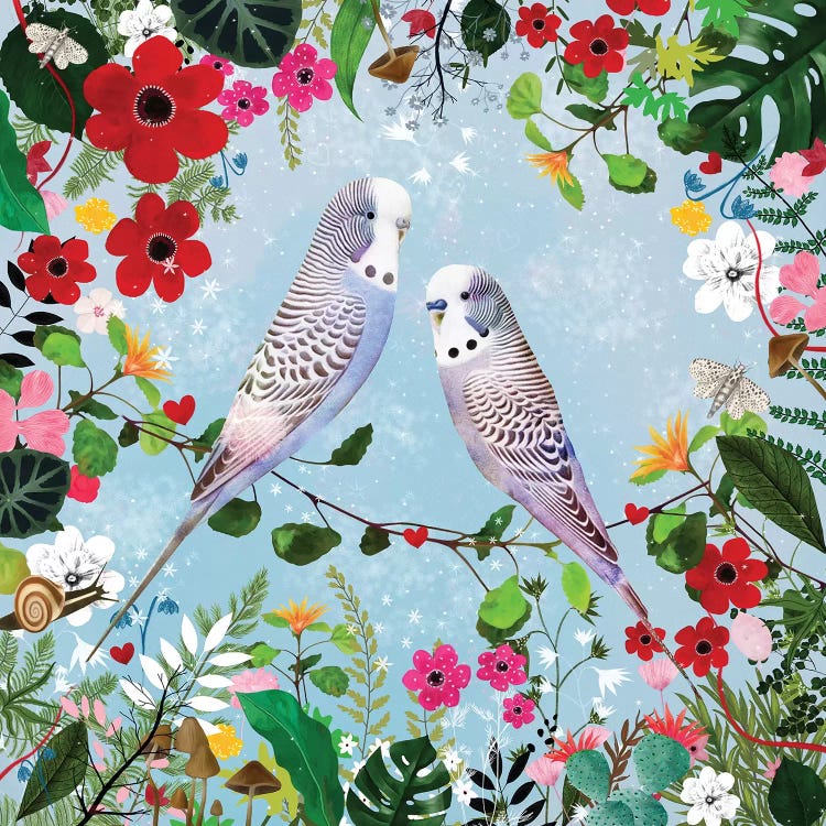 Budgerigars