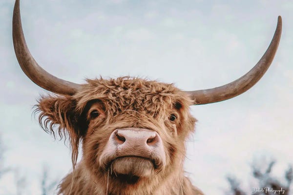 Highland Selfie