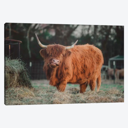 Hungry Cow I Canvas Print #DDP5} by Dakota Diener Canvas Artwork