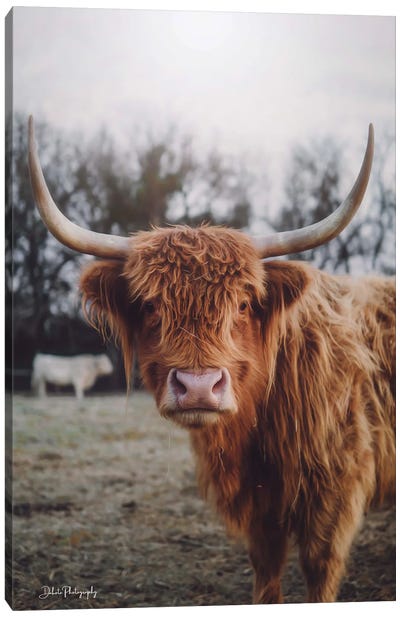 Selfie Pose I Canvas Art Print - Highland Cow Art