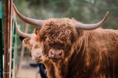 The Bull by Dakota Diener gallery poster