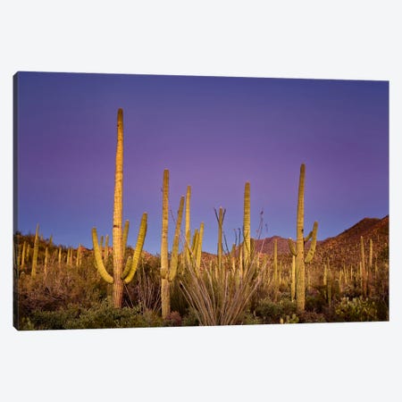 Cacti View I Canvas Print #DDR14} by David Drost Canvas Artwork