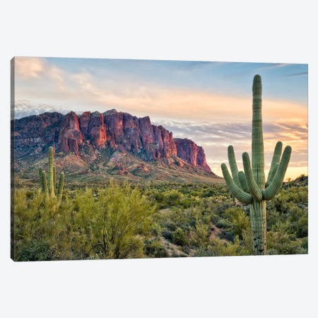 Cacti View II Canvas Print #DDR15} by David Drost Canvas Wall Art