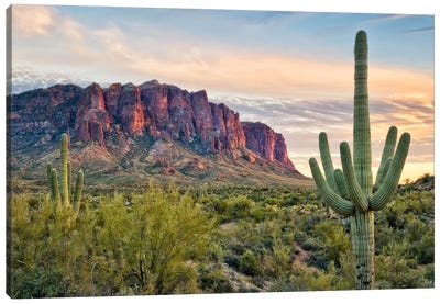 Cacti View II Canvas Art Print - Desert Landscape Photography