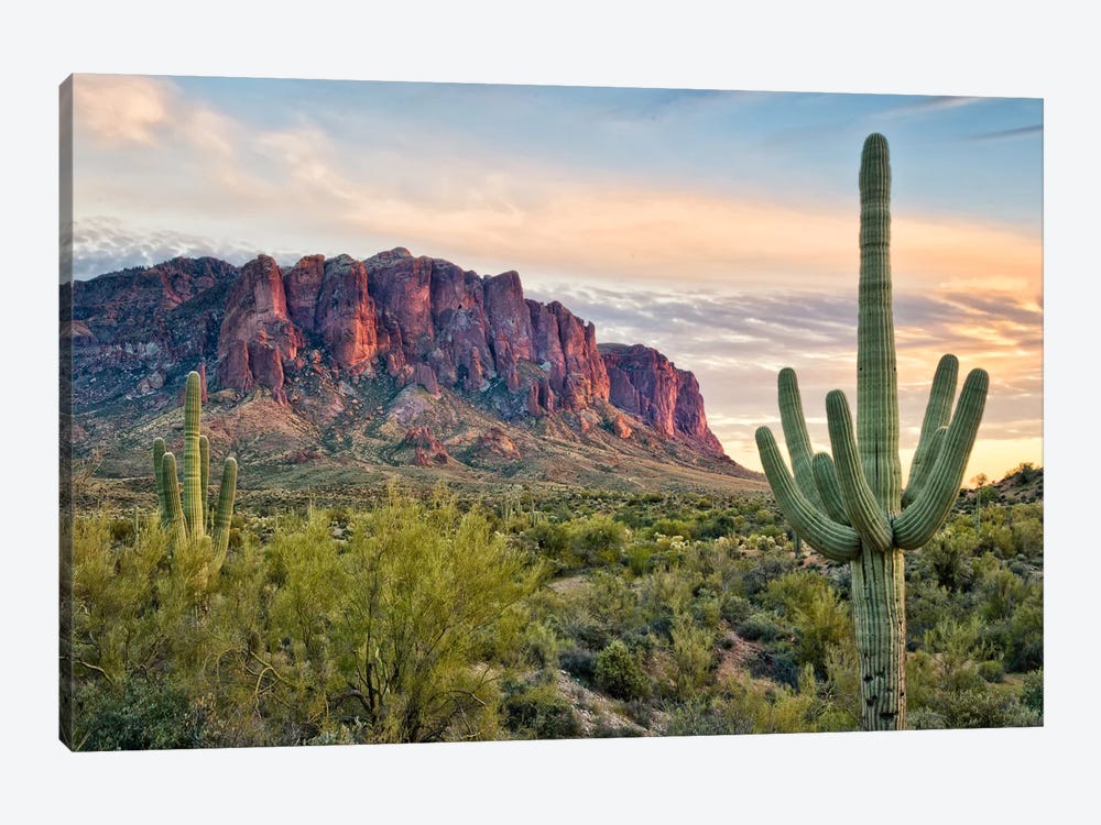 Cacti View II by David Drost 1-piece Canvas Print