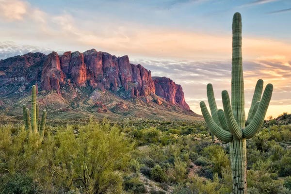 David Drost: Cacti View II by David Drost