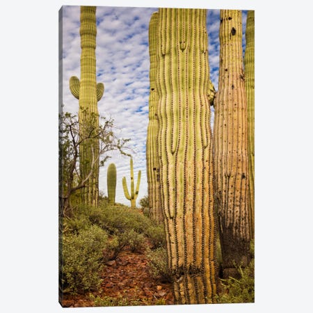 Cacti View IV Canvas Print #DDR17} by David Drost Canvas Art