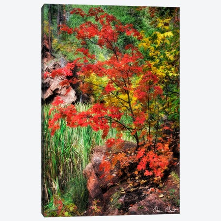 Peaceful Woods I Canvas Print #DDR44} by David Drost Art Print