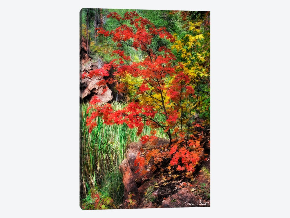 Peaceful Woods I by David Drost 1-piece Canvas Print
