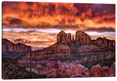 Pink Morning Glory IV Canvas Art Print - Canyon Art