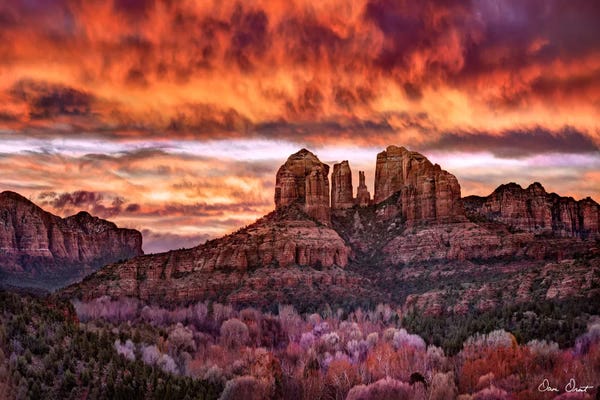 David Drost: Pink Morning Glory IV by David Drost