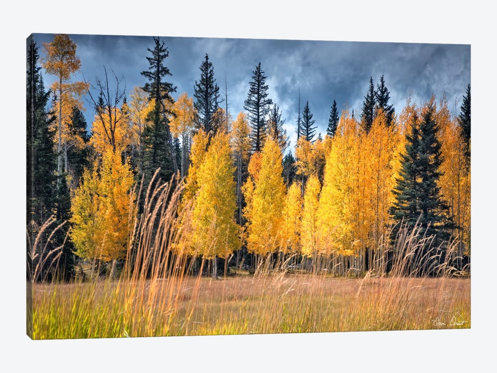 Through The Yellow Trees I by David Drost 1-piece Canvas Art Print