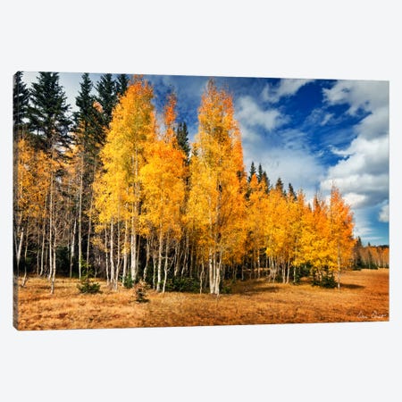 Through The Yellow Trees II Canvas Print #DDR67} by David Drost Canvas Print