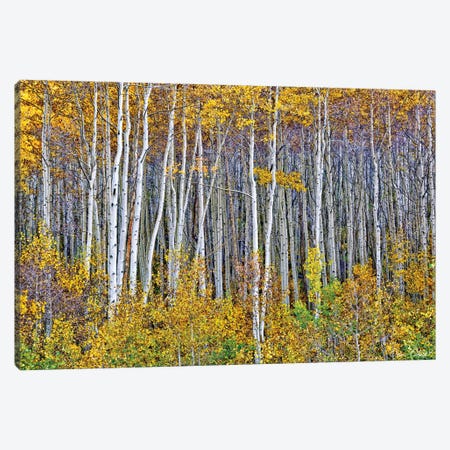Yellow Woods I Canvas Print #DDR79} by David Drost Canvas Print