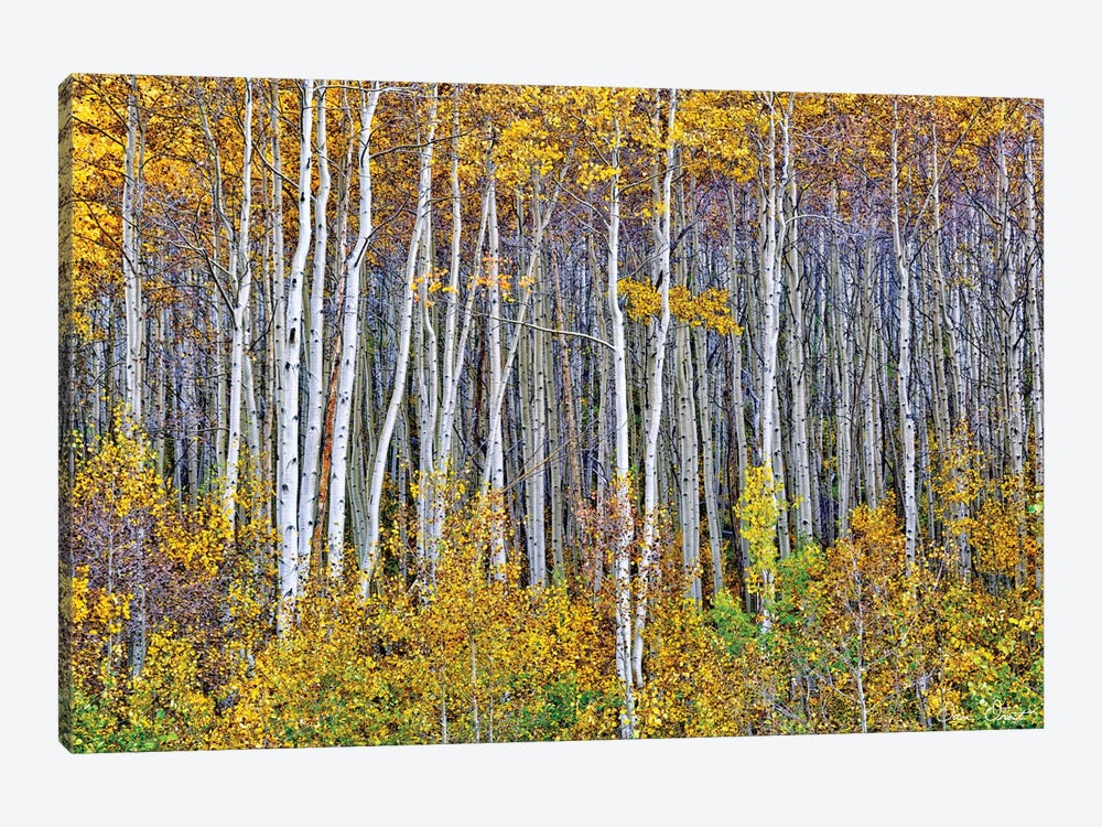 Yellow Woods I by David Drost 1-piece Canvas Art Print
