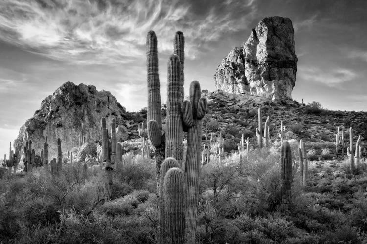 B&W Desert View I