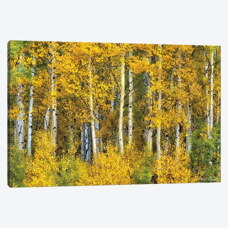 Yellow Woods II Canvas Print #DDR80} by David Drost Canvas Wall Art