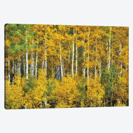 Yellow Woods III Canvas Print #DDR81} by David Drost Canvas Art