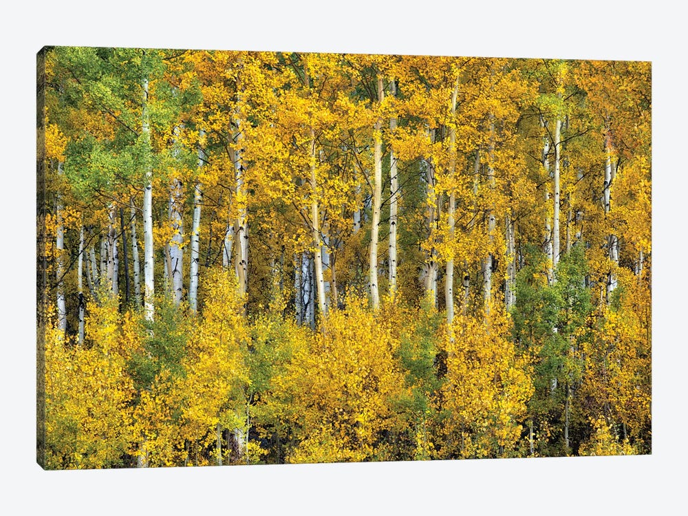 Yellow Woods III by David Drost 1-piece Canvas Artwork