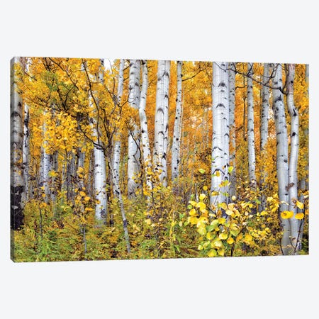 Yellow Woods IV Canvas Print #DDR82} by David Drost Canvas Wall Art